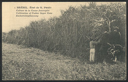 BRAZIL: Plantation Of Fodder Sugar Cane In The State Of Sao Paulo, With Some Layer Separation, VF Appearance! - Andere & Zonder Classificatie