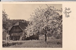 AK Frohe Pfingst-Tage - Bauernhof Und Blühender Baum - Rostock 1959 (43662) - Pentecostés