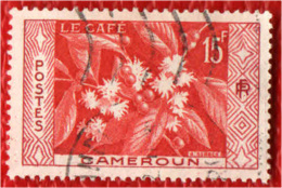 CAMERUN - 1956 - PRODUZIONE DI CAFFE' -  USATO - Used Stamps