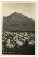 ICELAND : KOLLAFJAROARRJETT / FLOCK OF SHEEP - Iceland