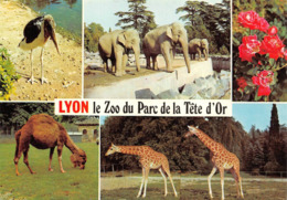 Lyon 6 Parc De La Tête D'Or Zoo éléphant Girafe - Sonstige