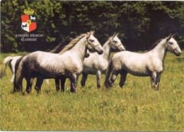 Animals, Horse, Pferde, Kladruby - Chevaux