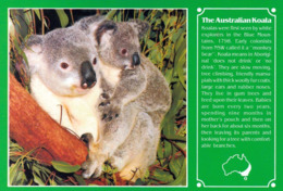 6 AK Mit Koalas - Auch Mit Jungtier Und Eine Karte Mit Informationen Zum Koala * - Altri
