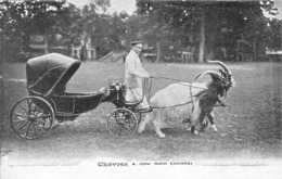 Thème:   Attelage Divers Et Chaise A Porteur. Attelage De Chèvres A Cou Noir Suisse  Voir Scan) - Andere & Zonder Classificatie