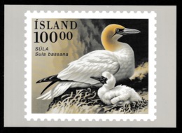 ICELAND 1991 Birds / Gannet: Postcard MINT/UNUSED - Postwaardestukken