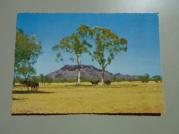 AUSTRALIE NORTHERN TERRITORY ALICE SPRINGS THE TWIN GHOST GUMS AND SIMPSON'S BLUFF - Alice Springs