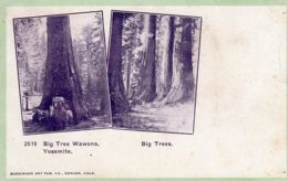 CPA   ETATS-UNIS---YOSEMITE---BIG TREE WAWONA---BIG TREES---1903 - Yosemite