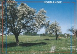 NORMANDIE - Les Pommiers En Fleurs - Haute-Normandie