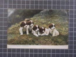 H112) Chiens Dog 1905 Raphael Tuck CARIMBO AMBULANCIA D. CARLOS 25 REIS - Storia Postale