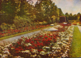 Germany - Postcard Used 1972 - Forst - Rose Garden  - 2/scans - Forst