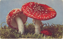 75-776 Mushrooms Fly-agaric Fliegenpilze - Funghi