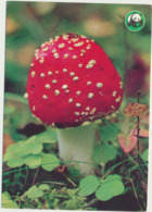 75-779 Mushrooms Fly-agaric Fliegenpilze Finland - Champignons