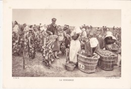 Grande Photo (Phototypie, Héliogravure) - F.M. 56 / LA VENDANGE (Champagne) - Cliché LEVY Et NEURDEIN - Non Classificati