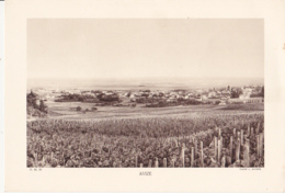 Grande Photo (Phototypie, Héliogravure) - F.M. 55 / AVIZE (Village Champagne, Vigne) - Cliché L. ROTHIER - Unclassified