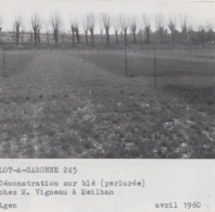 Meilhan-sur-Garonne 47 - Agriculture Culture Blé - Ferme Exploitation M. Vigneau - 3 Photographies - Meilhan Sur Garonne