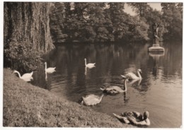 Glauchau - S/w Am Gründelteich   Mit Schwänen - Glauchau