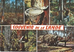 SOUVENIR De La LANDE - MULTIVUES - Aquitaine