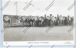 SUDAN - PORT SUDAN, Herd Of Camels / Kamele - Sudan