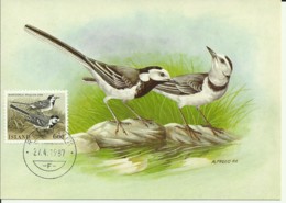 Carte Maximum - Oiseaux - Island - White Wagtail - Bergeronnette Grise - Motacilla Alba - Tarjetas – Máxima