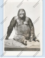 1000 BERLIN, Zoologisches Museum, Gorilla "Bobby", Druckstelle - Mitte