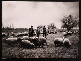 1910-1920 Kerny István (1879-1963): Pásztorok Az Al-Dunán. Vintage Fotó, Hátoldalán Feliratozott, A Szerző Hagyatékából  - Andere & Zonder Classificatie