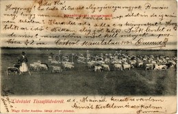 T2/T3 1904 Tiszaföldvár, Gulyalegelő, Folklór. Kiadja Nagy Gábor, Sáray Albert Felvétele (fl) - Unclassified