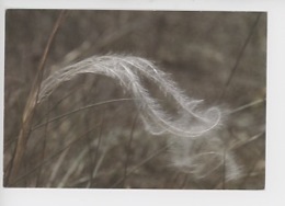 Glumes De Stipa Pennata, Grandes Causses Gorges Du Tarn - Cheveux D'Ange Ou De Vieille (cp Vierge) - Plantes Médicinales