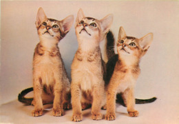 Animaux - Chats - Chat - Cats - Cat - Semi Moderne Grand Format - Bon état Général - Chats