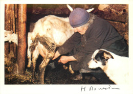 Animaux - Chèvres - Chèvre - Goats - Goat - Chiens - Chien - Dogs - Dog -Moderne Grand Format - Photographe H. Monestier - Autres & Non Classés