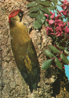 Animaux - Oiseaux - Pic Vert - Semi Moderne Grand Format - Bon état Général - Oiseaux