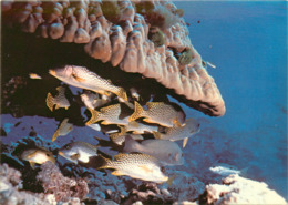 Animaux - Poissons - Féerie Sous Marine Tropicale - Gaterin Gaterinus - Semi Moderne Grand Format - Bon état - Fish & Shellfish