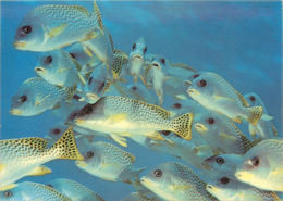 Animaux - Poissons - Féerie Sous Marine Tropicale - Banc De Gaterin Gaterinus - Semi Moderne Grand Format - Bon état - Vissen & Schaaldieren