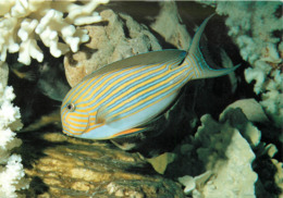 Animaux - Poissons - Féerie Sous Marine Tropicale - Acanthurus Lineatus - Chirurgien Rayé - Semi Moderne Grand Format - Poissons Et Crustacés