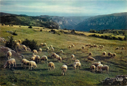 Animaux - Moutons - Paturages Sur Les Plateaux - Semi Moderne Grand Format - état - Autres & Non Classés