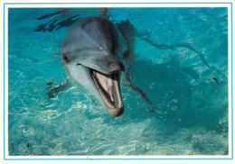 Animaux - Dauphins - Jacana - Y. Gladu - Moderne Grand Format - état - Dauphins