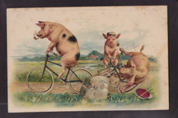 CPA Cochon Pig Non Circulé Vélo Cycle Chute - Cochons