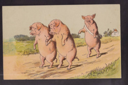 CPA Cochon Pig Non Circulé - Schweine