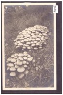 CHAMPIGNONS - TB - Pilze