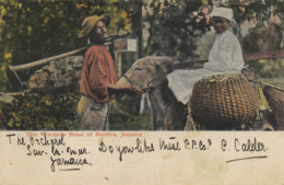 The Workers Beast Of Burden . Bete De Somme. Donkey . Ane . Used To Benfica  Edit Gardner - Jamaïque