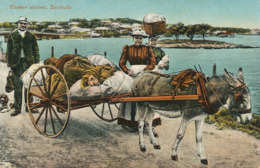 Washer Women Bermuda Donkey Cart . Attelage Ane  Edit Weiss . Laveuse - Bermuda