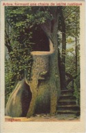 Tieghem.   -   Arbre,  Formant Une Chaire De Vérité Rustique.    1900 - Anzegem