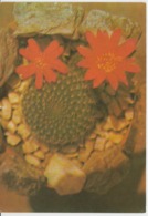 Flowers Fleurs Flores Fiori Blumen Bloemen Cactus Kaktus Unused - Cactusses