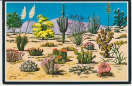 Flowers Fleurs Flores Fiori Blumen Bloemen Cactus Kaktus Joshua Tree Unused - Cactus