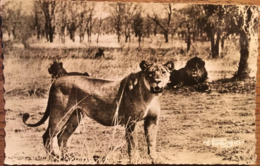 CPA CPSM, Faune Africaine, Lions Et Lionnes Dans La Brousse, éd Landowski, Dakar, Sénégal, Non écrite - Lions