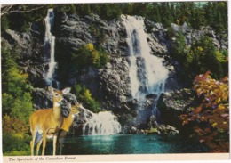 The Spectacle Of The Canadian Forest - 'Nature's Wonderland' - (Jasper, Canada, 1973) - Jasper