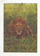 Cp, Animaux , LION , LEONE MASCHIO , LOEWE , Afrique , Africa , Afrika , Voyagée 1988 - Lions