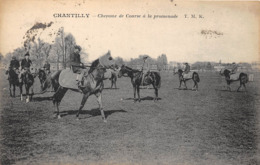 60-CHANTILLY- LES COURSES , CHEVAUX DE COURSE A LA PROMENADE - Chantilly