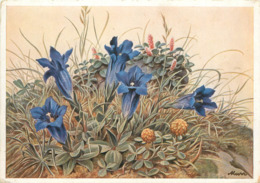 Fleurs - Illustrateurs - Illustrateur F. Murr - Grand Format - état - Flowers