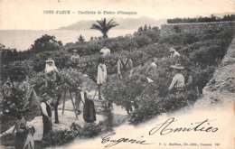 Thème  Métiers .    Agriculture .. Côte D'Azur    La Cueillette Des Fleurs D’orangers     Lot De 6 Cartes    (voir Scan) - Cultures