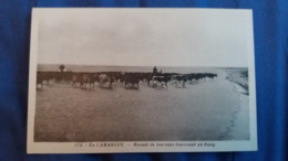 CPA CHEVAL MONTE EN CAMARGUE MANADE DE TAUREAUX TRAVERSANT L ETANG 174 PHOTO GEORGE - Taureaux